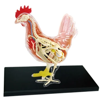Бяло и червено пиле 4D Майстор-пъзел за сглобяване на играчки Биология на животните Анатомический орган Образователна модел Анатомия