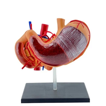 Интерактивна анатомическая модел на стомаха, професионална и научна модел анатомия на стомаха от PVC за студенти по медицина, директен доставка